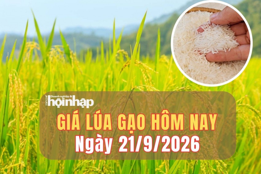 giá lúa gạo giá lúa gạo